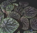 Peperomia Caperata